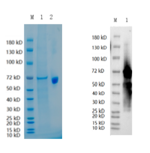 Reducing 4%-20% SDS-PAGE (CBB stained) and WB (Anti-His Mouse Monoclonal antibody) analysis profiles of purified SMAD4-Mutant R361H
1. SMAD4-Mutant R361H: 1 μg
2. BSA: 1 μg